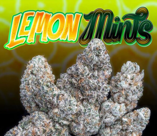 Koop Jungle Boys Lemon Mints Online