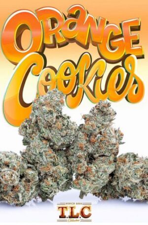 Koop Jungle Boys Orange Cookies Online