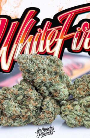 Koop Jungle Boys White Fire OG Online