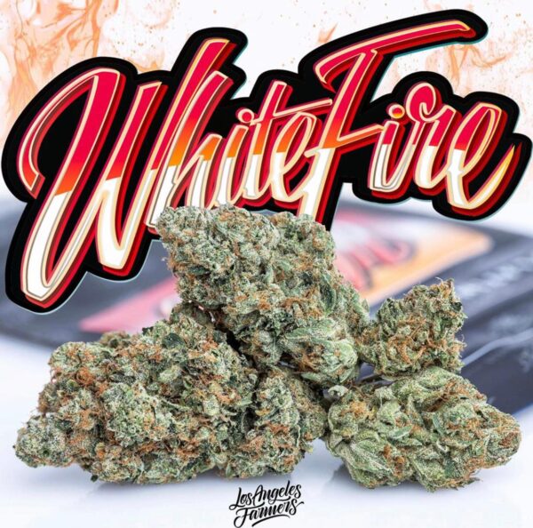 Koop Jungle Boys White Fire OG Online