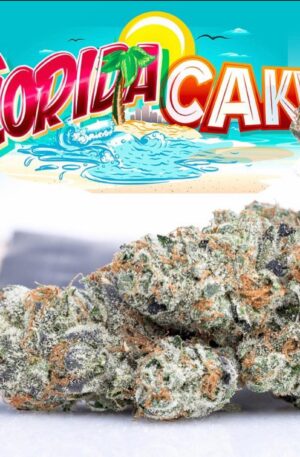 Jungle Boys Florida Cake Online Kopen