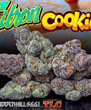 Jungle Boys Citron Cookies Online Kopen