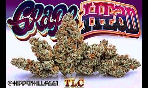 Jungle Boys Grape Head Online Kopen